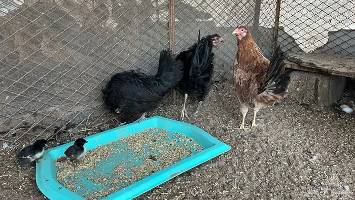 دجاج للبيع 2