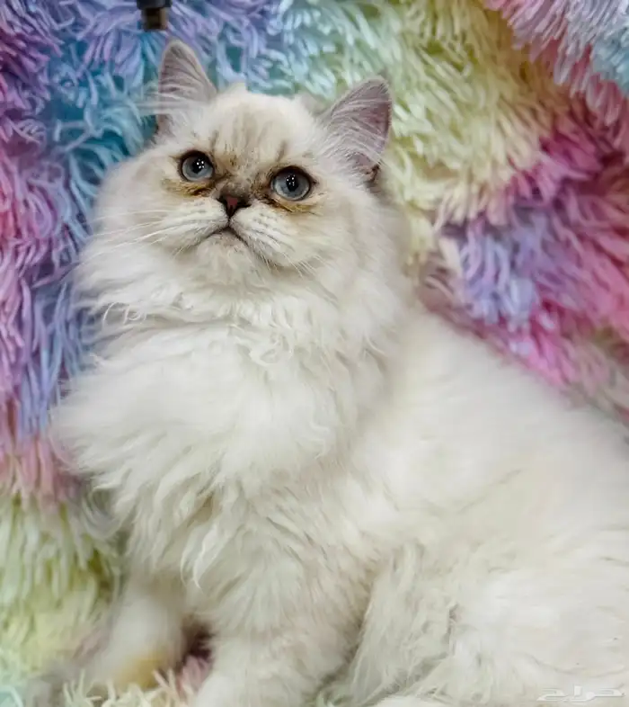 قطة انثى للبيع 3