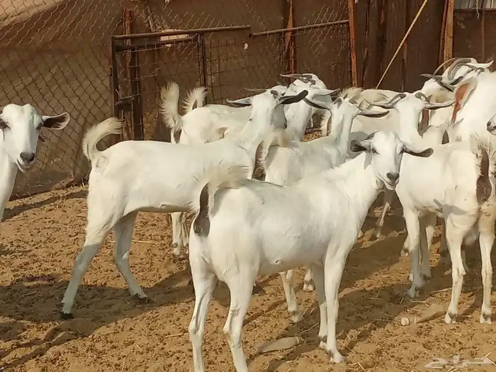 معزه بشبه العدد 22 2