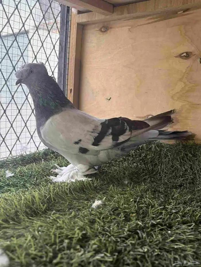 حمام تركي تفريد 2