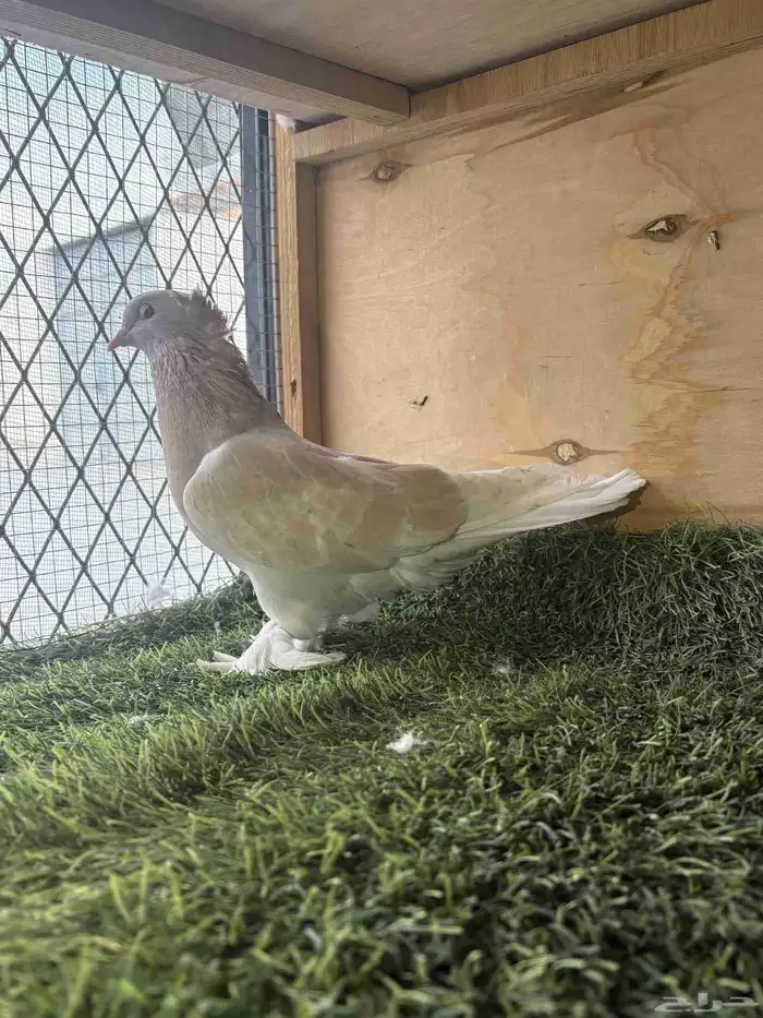 حمام تركي تفريد 1