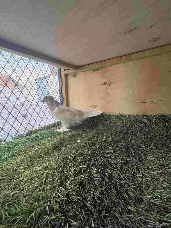 حمام تركي تفريد 0