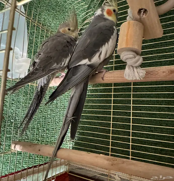 كروان اليف وغير اليف 0