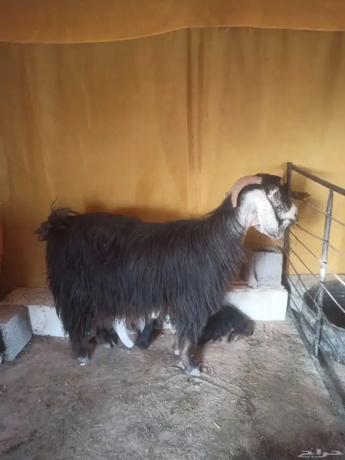 عنز وتحتها تيسين 1