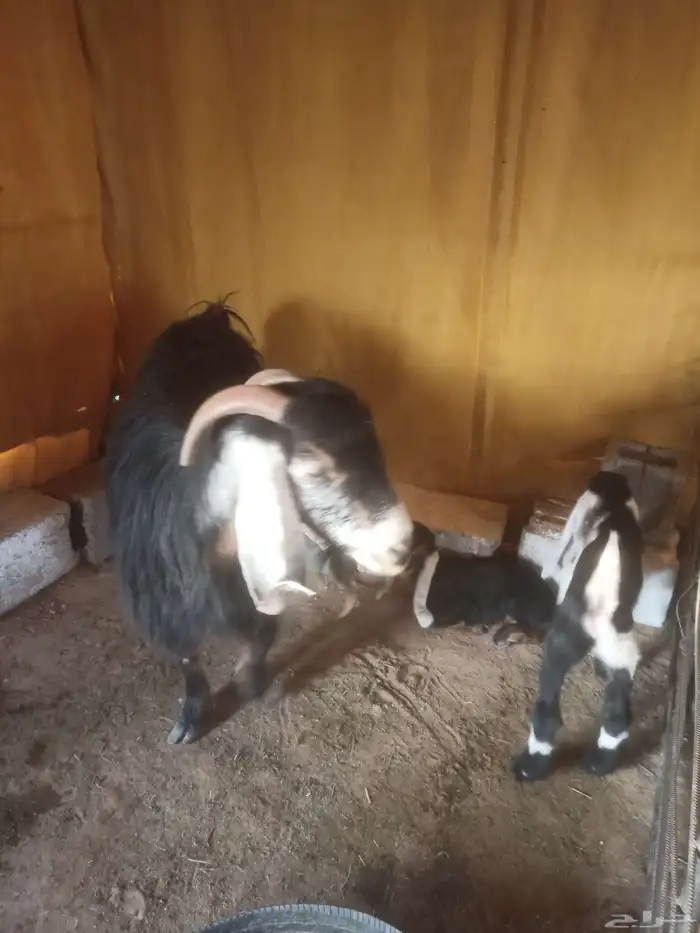 عنز وتحتها تيسين 0