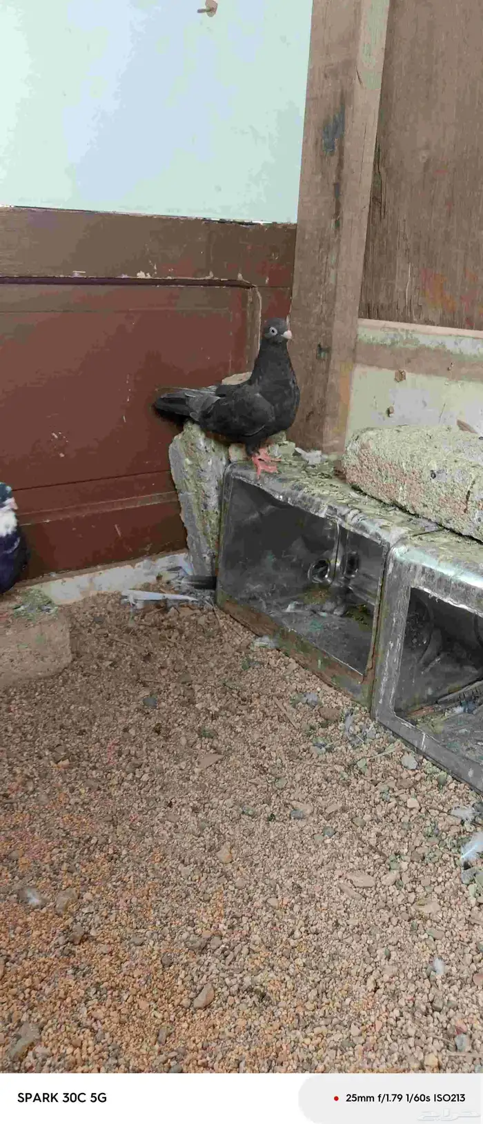 للبيع انثى قطيفي 0