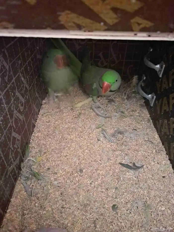 جوز نيبالي بفرخه 3