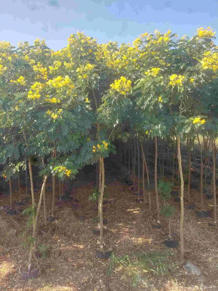 مشاتل الدمام للطلب وكميات 1