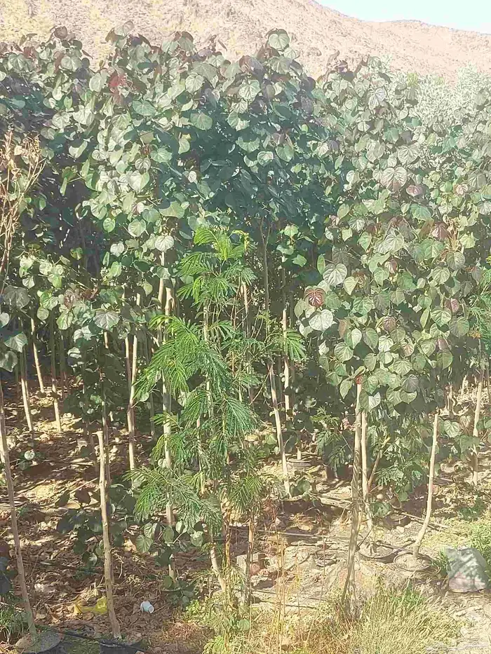 مشاتل الدمام للطلب وكميات 4