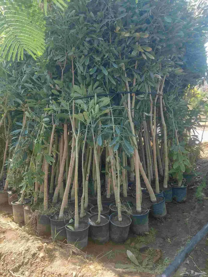 مشاتل الدمام للطلب وكميات 5