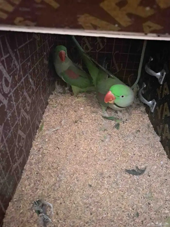 جوز نيبالي بفرخه 0