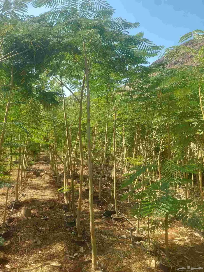 مشاتل الدمام للطلب وكميات 7