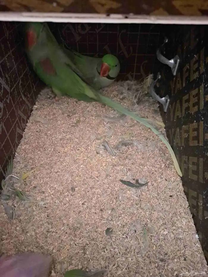 جوز نيبالي بفرخه 4