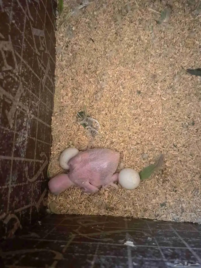 جوز نيبالي بفرخه 2