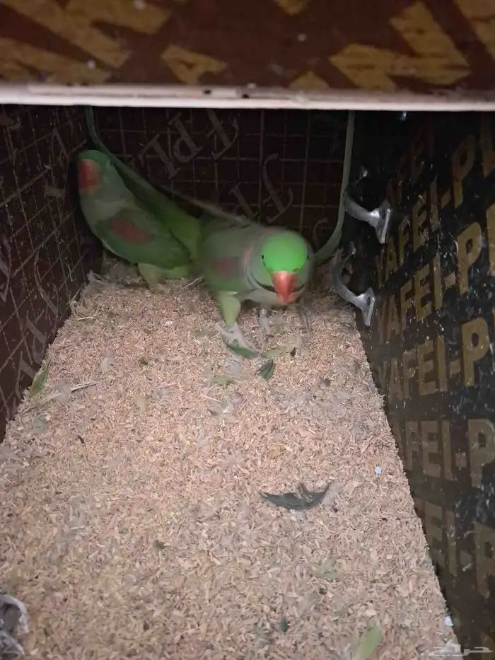 جوز نيبالي بفرخه 1