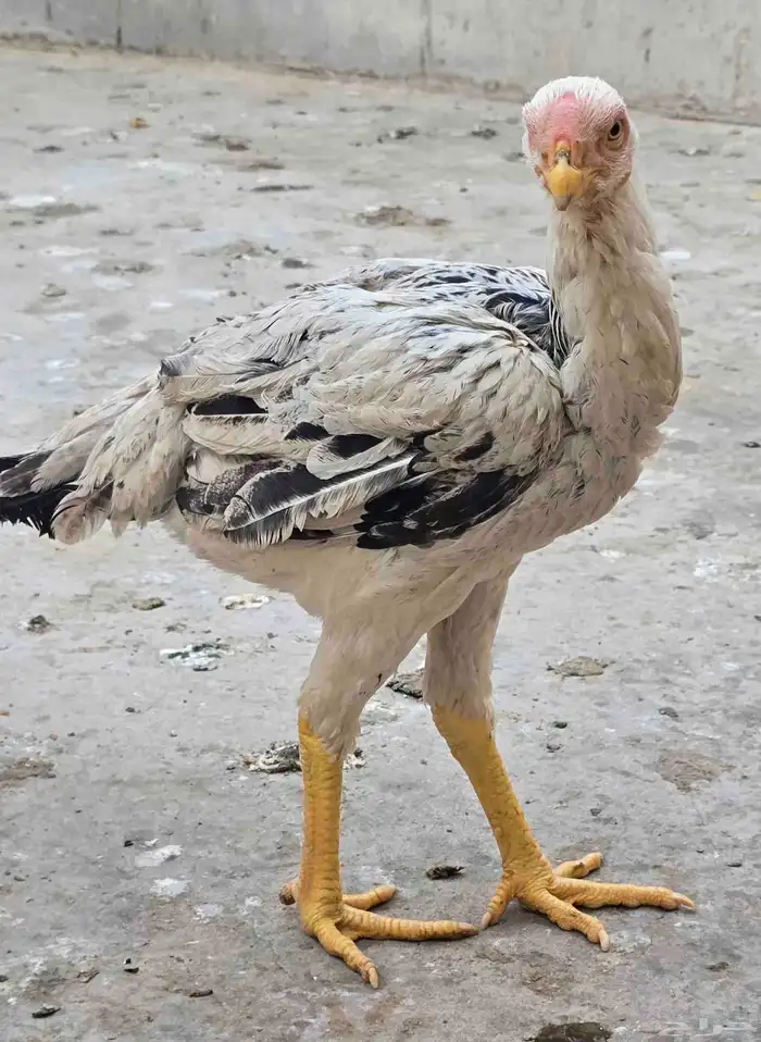 دجاج فارسي (حجازي) مواصفات 3