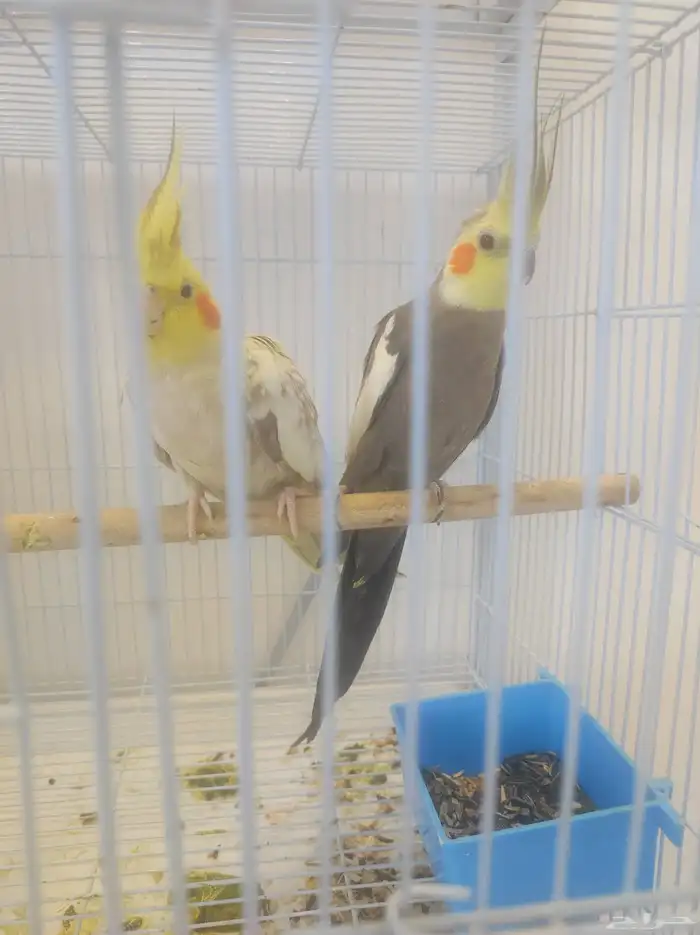 زوج كروان منتج 1