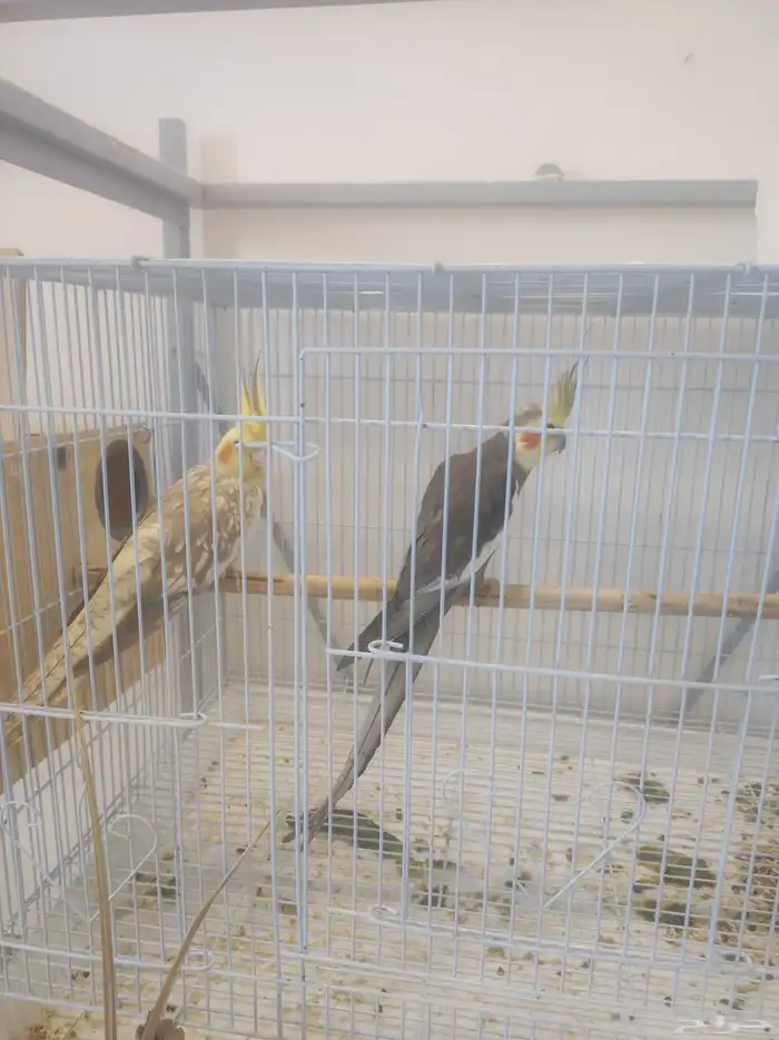 زوج كروان منتج 2