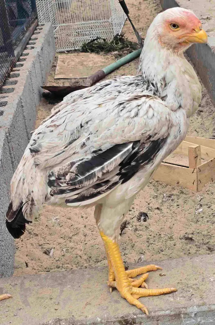 دجاج فارسي (حجازي) مواصفات 4