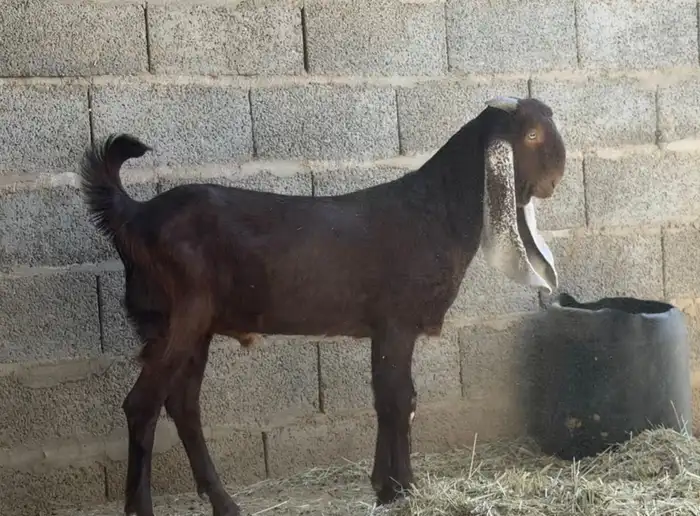 تيس مطور مشروع فحل مطور ادهم 0