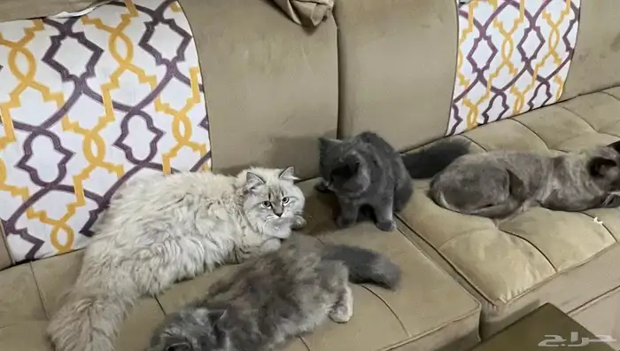 قطط للتبني مستعجل 0