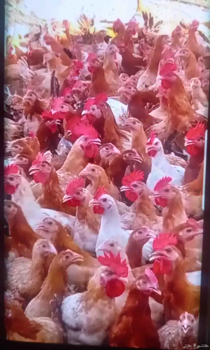 بسم الله موجود دجاج موجود بيض كميه موجود دجاج صغير موجود بط 0