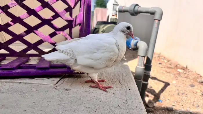 زغاليل فاخره 2