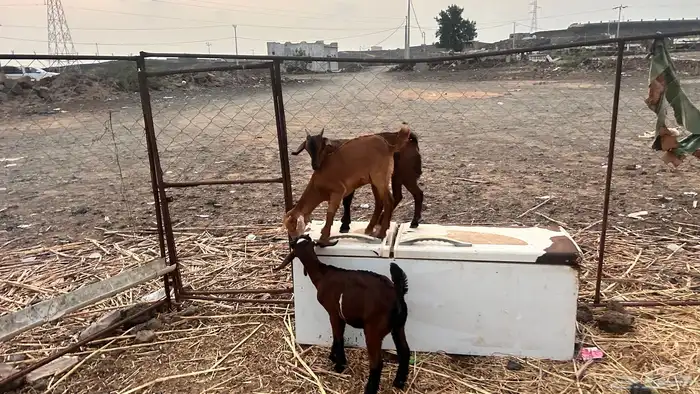 بهم بلدي تربيه 8