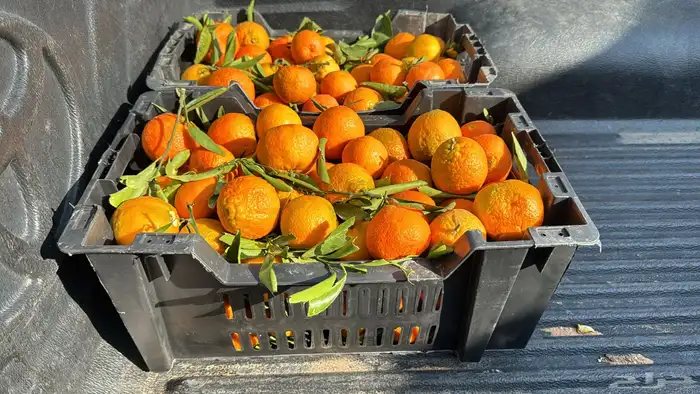 يوسفي حايل 1