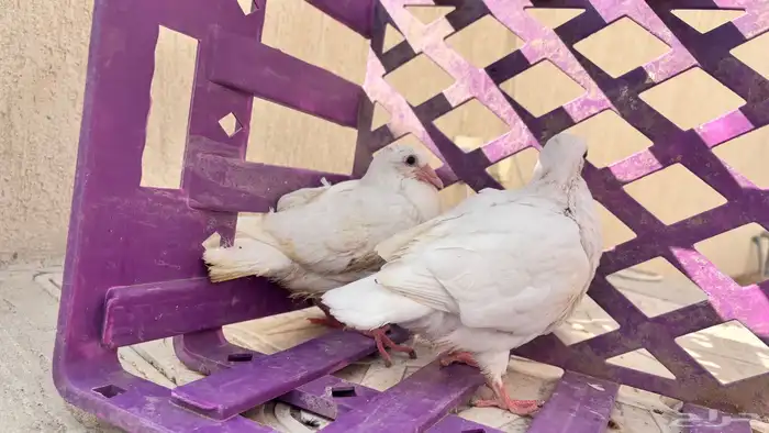 زغاليل فاخره 1