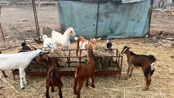 بهم بلدي تربيه 9