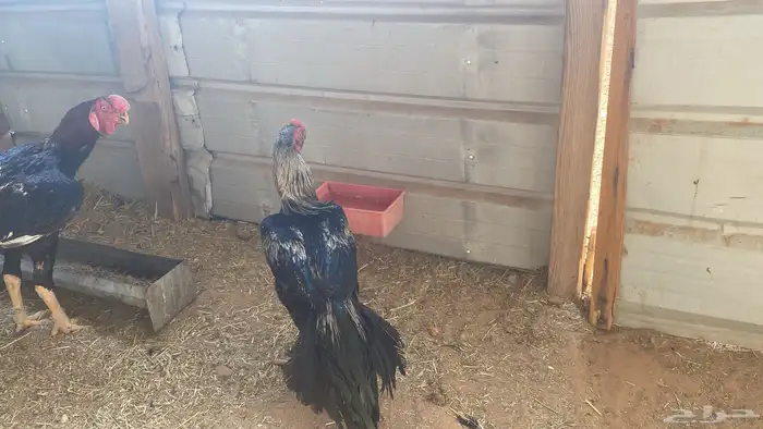 ديوك اذناب الهند او الفارسي 1