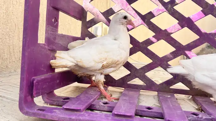 زغاليل فاخره 0