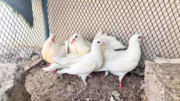 زغاليل فاخره 4