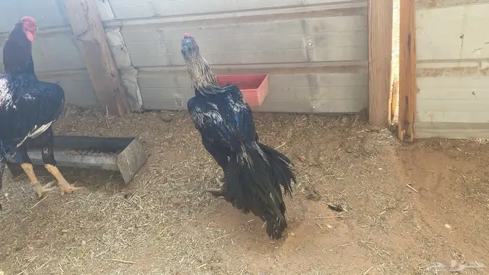 ديوك اذناب الهند او الفارسي 0