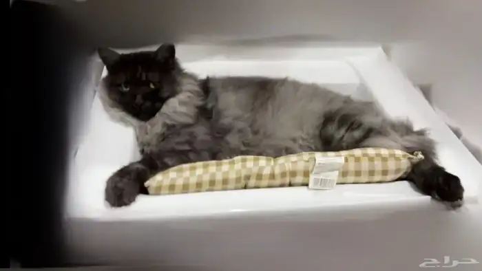 قط ماين كون سموكي ( للبيع ) 3