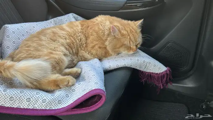 قط ضائع في الواحة تم إيجاده له شهر في الشارع . 1