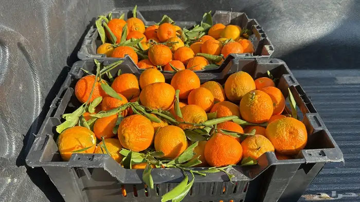 يوسفي حايل 2