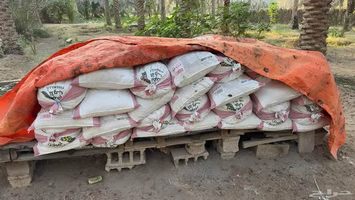 تمر علف للمواشي و البهائم .. 0