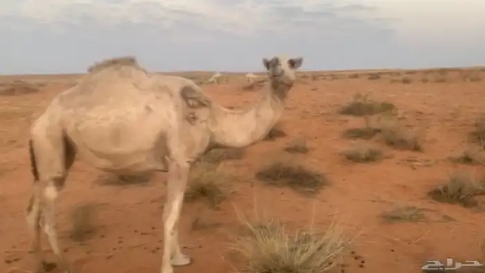 بكرة للبيع 2