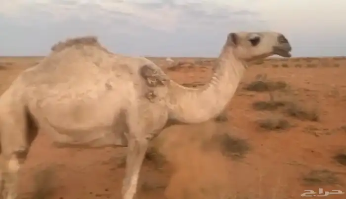 بكرة للبيع 0