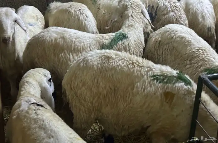 سواكن بيض تربيه 15