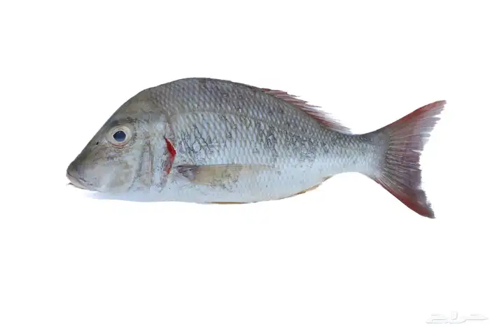 مصور اطعمه ومنتجات 11