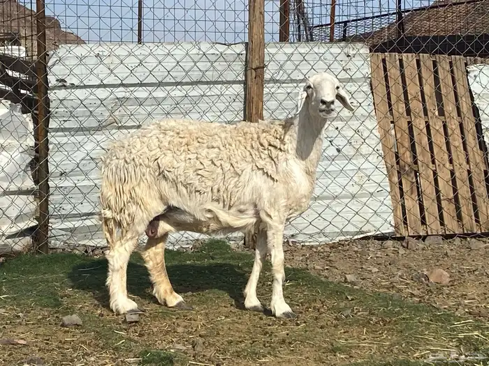 نعجه حرشا حريه صنف دافع شرط واصله فحص سونار 15