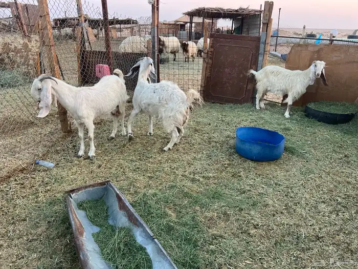 معزا تامات 3 تحتهن 8 0