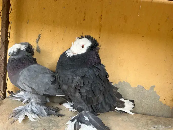 اجواز شيرازي وشغل بخاره 3