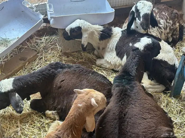 سواكن بيض تربيه 31