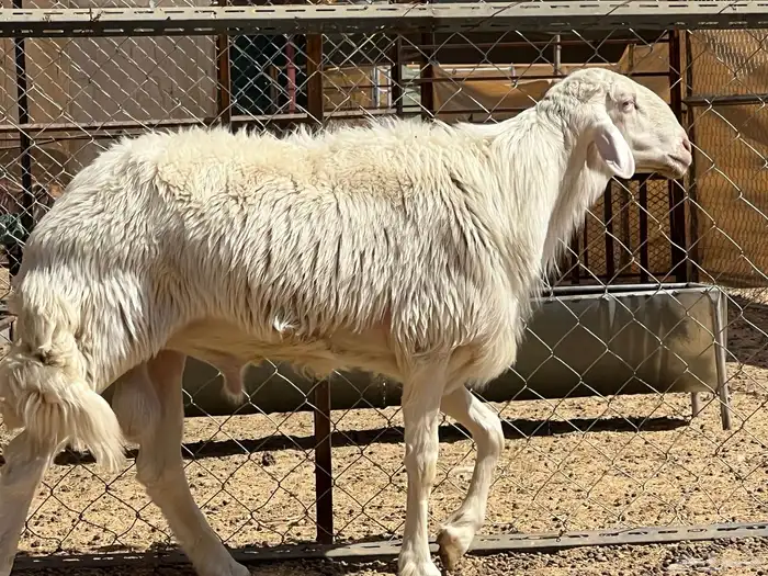 فحل ابرص صنف مشروط ومنتج 1