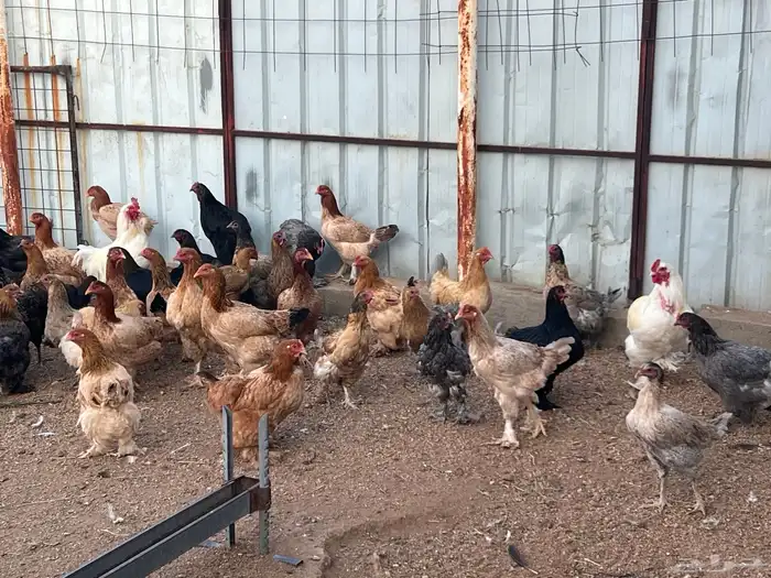 دجاج بياض 11