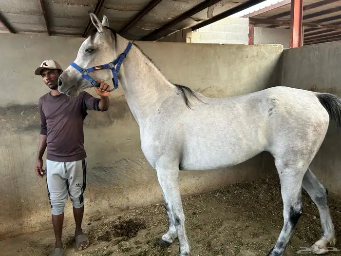 فرس مصرية للبيع 2